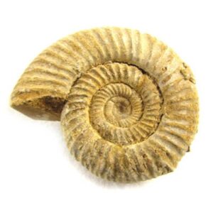 Ammonite